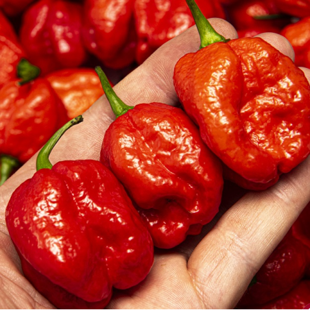 Sweet Moruga: Kaikki maku, ilman poltetta