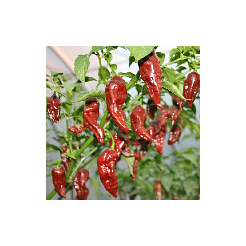 Pimenta Jolokia Chocolate: O Fantasma Fumado do Fogo