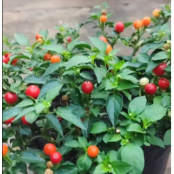 Pimenta-de-Bode: Brasilian aromikas chili | Picantes.pt