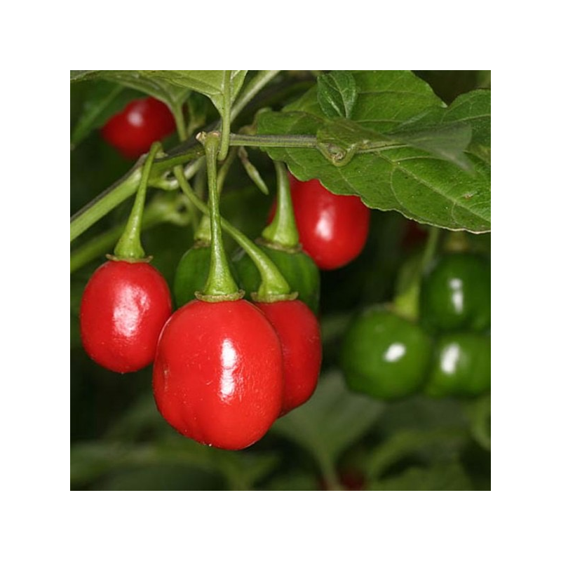 Pimenta-de-Bode: The Remarkable Aroma of Brazil | Picantes.pt