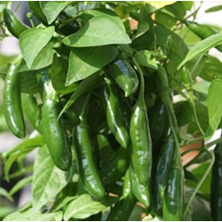 Peperoncino Dedo-de-Moça: Il Preferito del Brasile | Picantes.pt