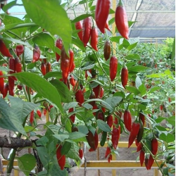 Dedo-de-Moça Chili: Brasiliens Favorit | Picantes.pt