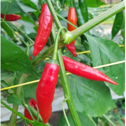 Peperoncino Dedo-de-Moça: Il Preferito del Brasile | Picantes.pt