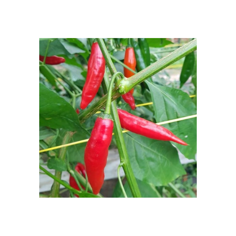 Peperoncino Dedo-de-Moça: Il Preferito del Brasile | Picantes.pt