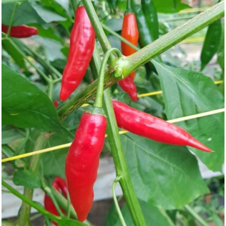 Dedo-de-Moça Chili: Brasiliens Favorit | Picantes.pt