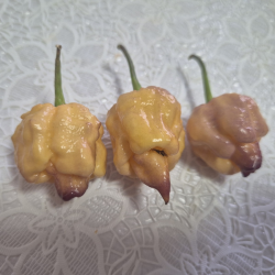 Carolina Peach – Piccantezza brutale con un tocco fruttato