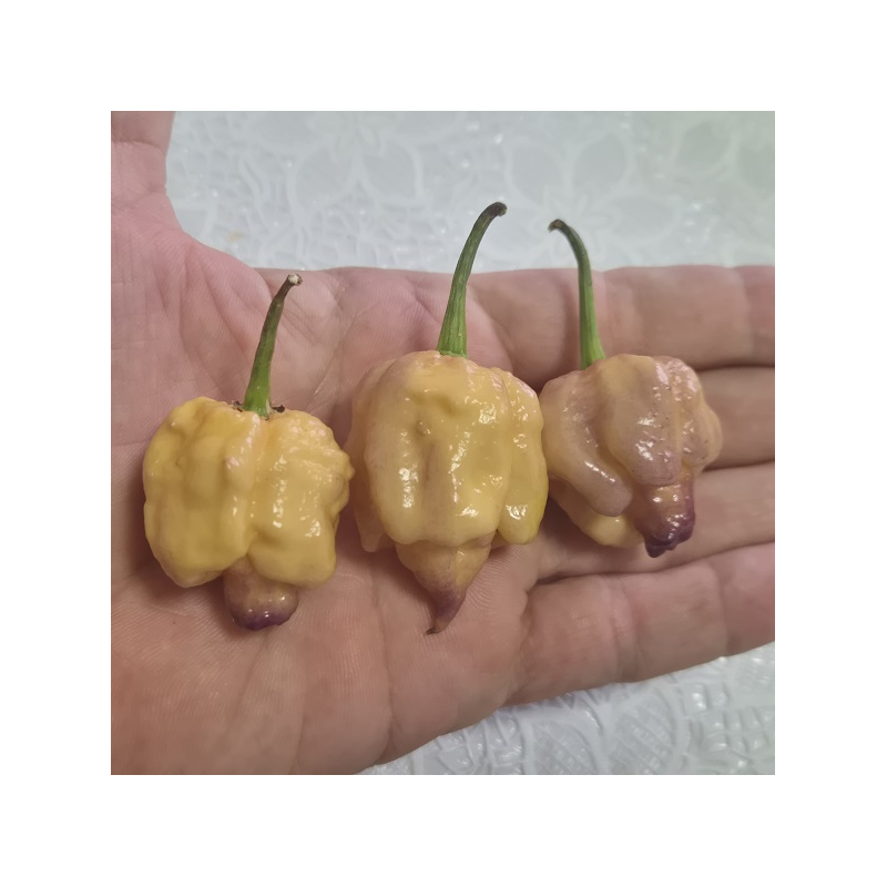 Carolina Peach – Picor brutal con un toque frutal