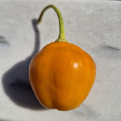 Aji Rocoto Laranja: as Sementes Negras dos Andes