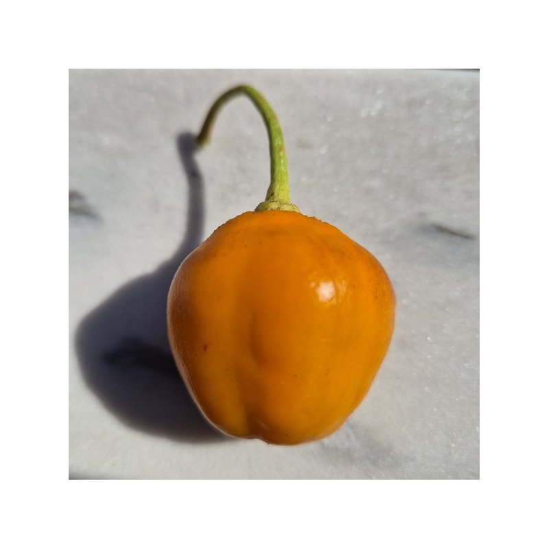 Aji Rocoto Laranja: as Sementes Negras dos Andes