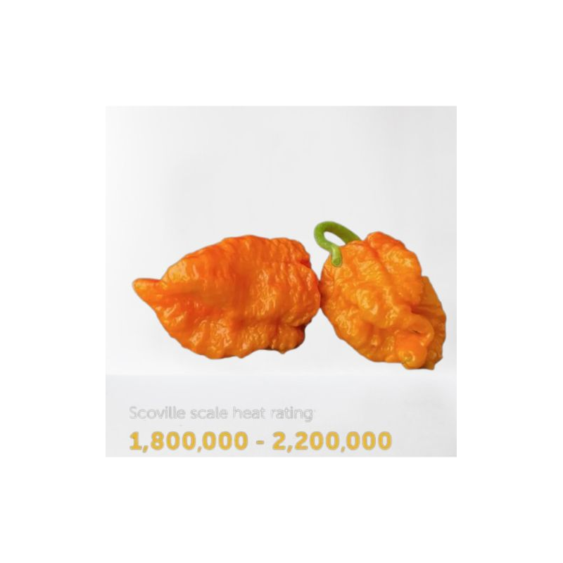 🍑 Oranssi Carolina Reaper – Julma tulisuus hedelmäisellä vivahteella