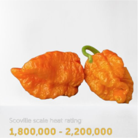 🍑 Orange Carolina Reaper – Brutal Heat with a Fruity Touch