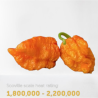 🍑 Carolina Reaper Naranja – Picor brutal con un toque frutal