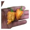 🍑 Carolina Reaper Arancione – Piccantezza brutale con un tocco fruttato