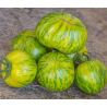 Green Zebra Tomate: Die erfrischend spritzige Note | Picantes.pt