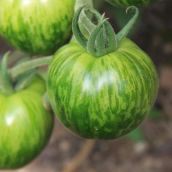 Green Zebra Tomato: The refreshing zingy touch | Picantes.pt