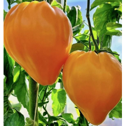 Tomate Cœur de Bœuf Orange : Texture noble | Picantes.pt