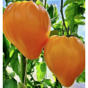 Orange Oxheart Tomato: Noble texture, serious flavor | Picantes.pt
