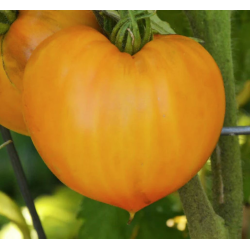 Tomate Oxheart Naranja: Textura noble, sabor serio | Picantes.pt