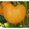 Tomate Oxheart Naranja: Textura noble, sabor serio | Picantes.pt