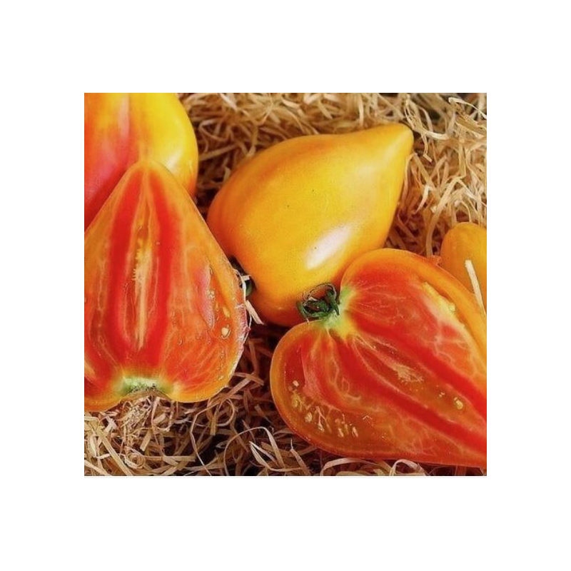 copy of Tomate Noire de Crimée sementes