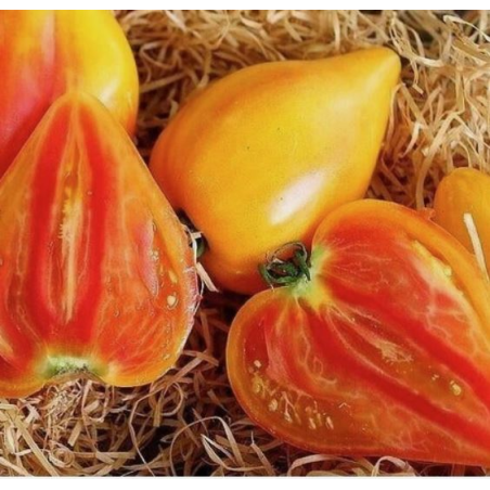 Oxheart Tomate Orange: Edle Textur | Picantes.pt