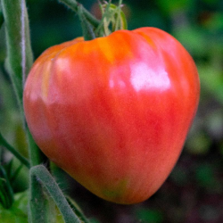 Tomate Oxheart Pink: Gourmet en serio | Picantes.pt