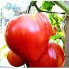 Tomate Oxheart Pink: Gourmet a Sério, Sem Floreados.