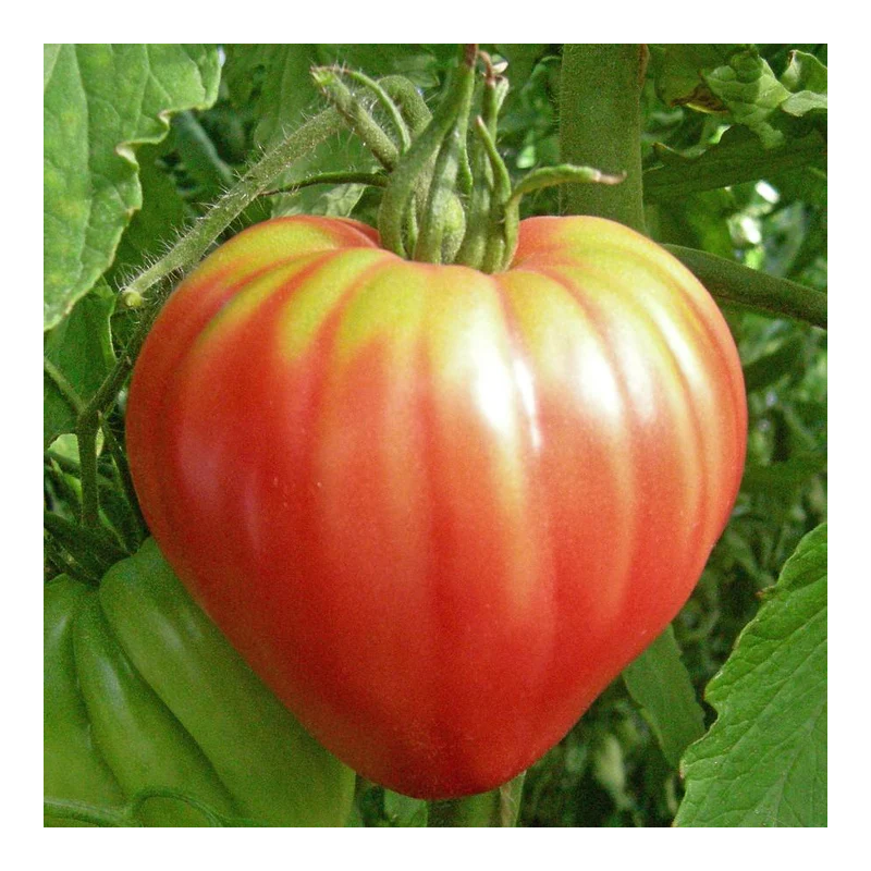 Pink Oxheart Tomato: Serious Gourmet, No Frills. | Picantes.pt