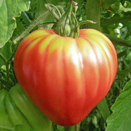 Oxheart Tomate Pink: Gourmet-Qualität | Picantes.pt