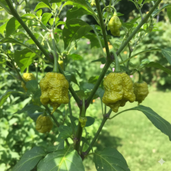 Moruga Brain Mustard: Ensin varoitus, sitten kaaos!