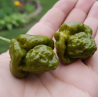 Moruga Brain Mustard: Primeiro o Aviso, Depois o Caos!