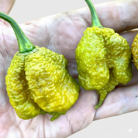 Moruga Brain Mustard: Prima l'avviso, poi il caos!