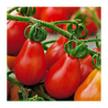 Tomate Pêra 40 sementes