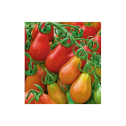 Tomate Pêra 40 sementes