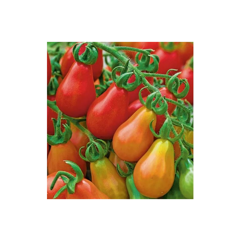 Tomate Pêra 40 sementes