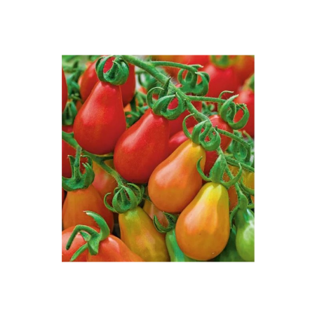 Tomate Pêra 40 sementes