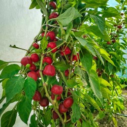 Tondo Calabrese Pepper Seeds | Italian Variety for Pickling | Dhotseeds.com