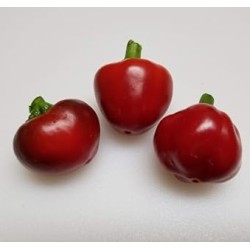 Tondo Calabrese Pepper Seeds | Italian Variety for Pickling | Dhotseeds.com