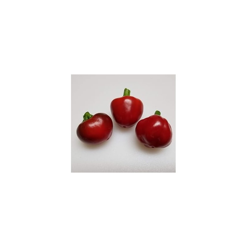 Semillas de Pimiento Tondo Calabrese | Variedad Italiana | Dhotseeds.com
