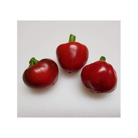 Semillas de Pimiento Tondo Calabrese | Variedad Italiana | Dhotseeds.com