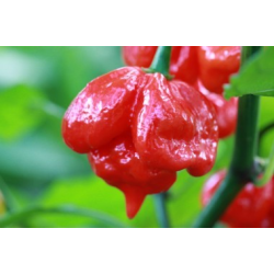 Scorpion "Butch T" 10 sementes