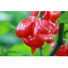 Scorpion "Butch T" 10 sementes