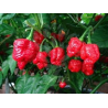 Scorpion "Butch T" 10 sementes