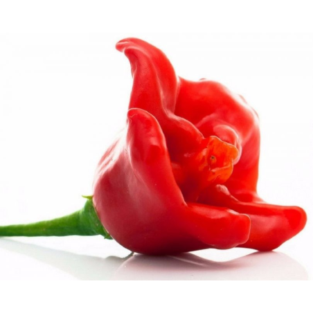 Graines de Piment Cambuci - 10 Graines | Chapeau d’Évêque