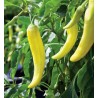 Banana Heirloom 10 seeds