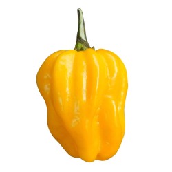 Habanero Yellow