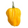 Habanero Yellow