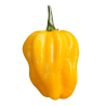 Semi di Habanero Giallo - 10 Semi | 350.000 SHU