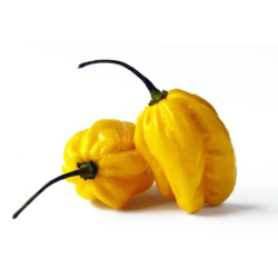 Gelbe Habanero Samen - 10 Stück | 350.000 Scoville