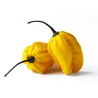 Habanero Amarelo 10 sementes